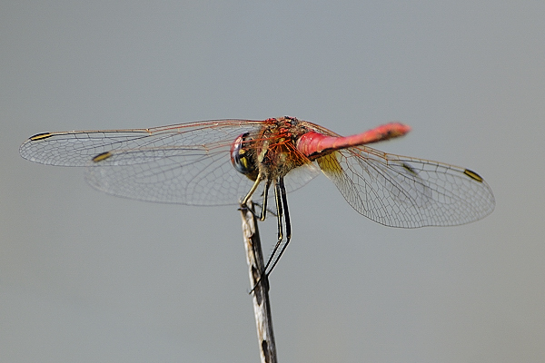 Help ID 03 - Sympetrum fonscolombii